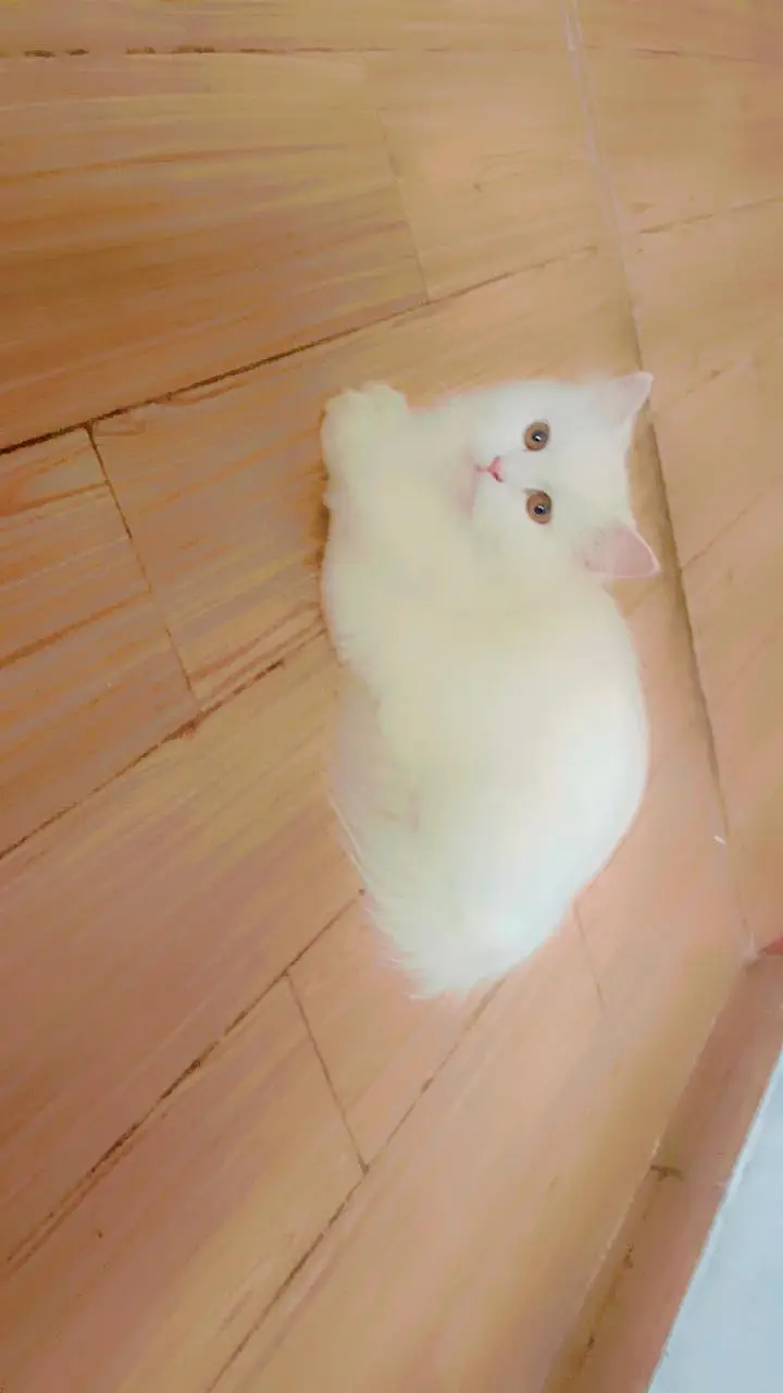 white persian cat — photo 4