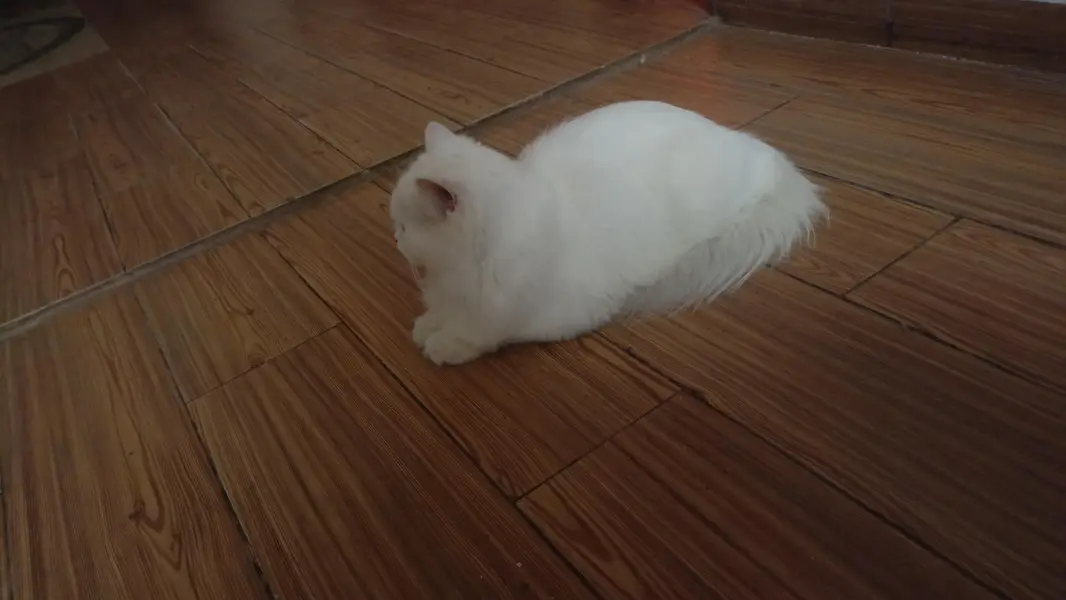 white persian cat — photo 5