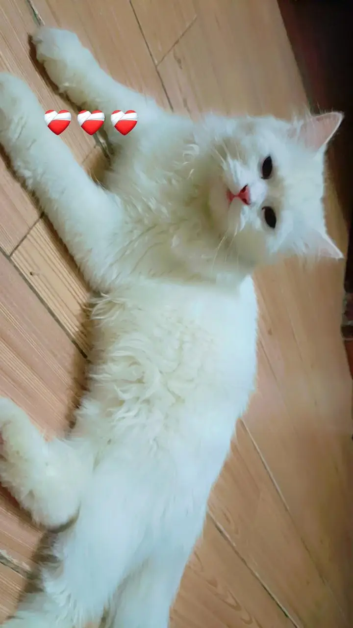 white persian cat — photo 6