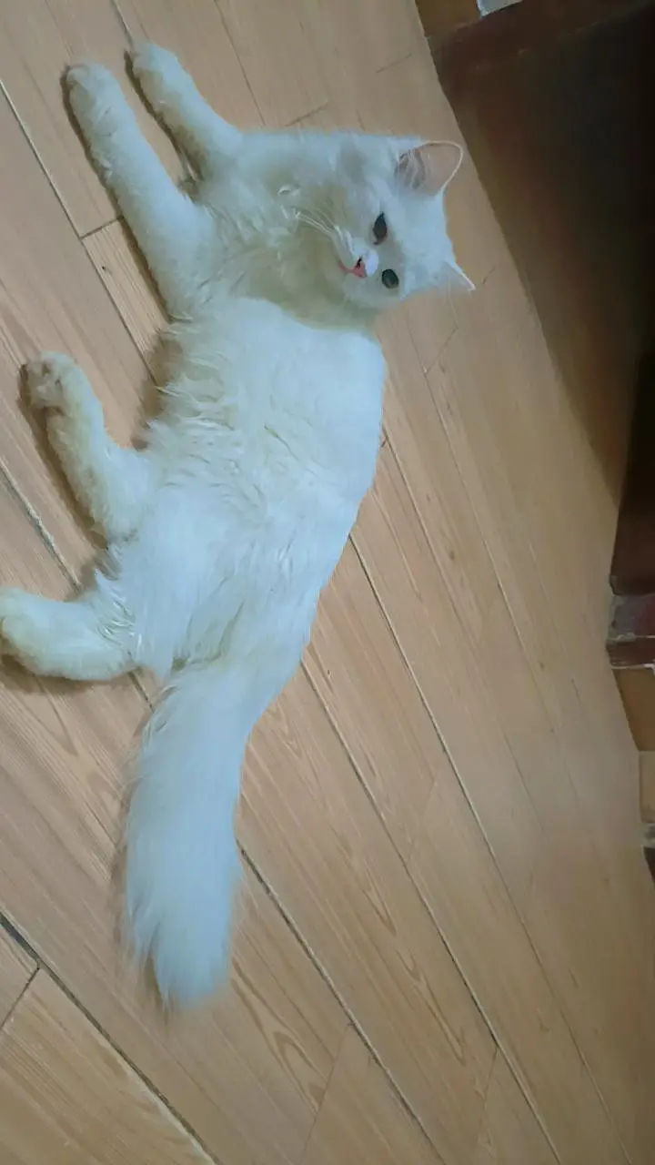 white persian cat — photo 7
