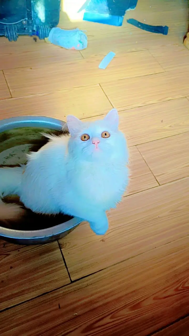 white persian cat — photo 8