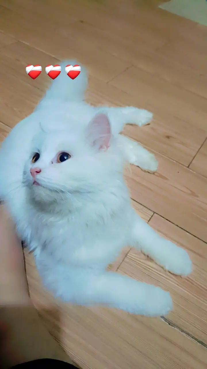 white persian cat — photo 9