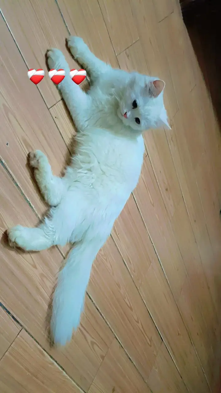 white persian cat — photo 10