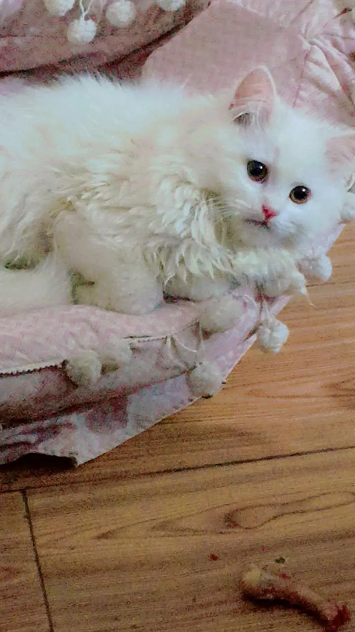 white persian cat — photo 11