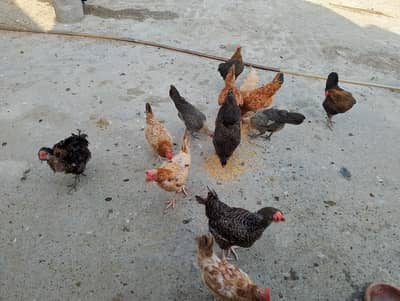 Eggs lying hebs