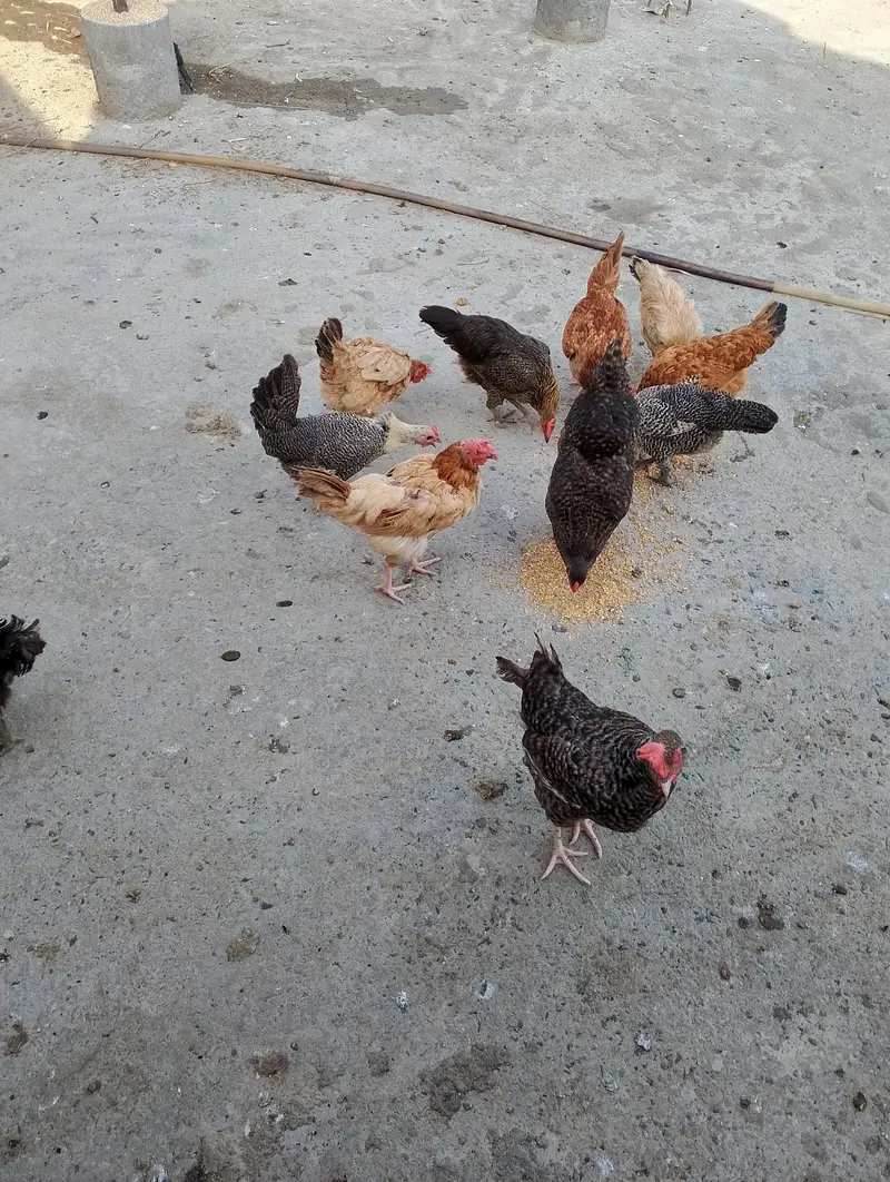 Eggs lying hebs — photo 2