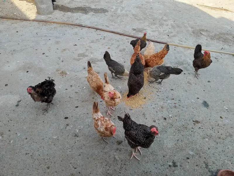 Eggs lying hebs — photo 3