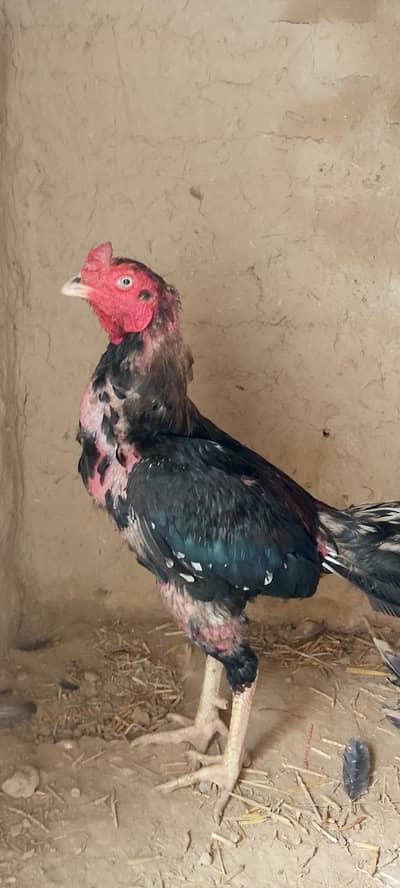 mushka colour