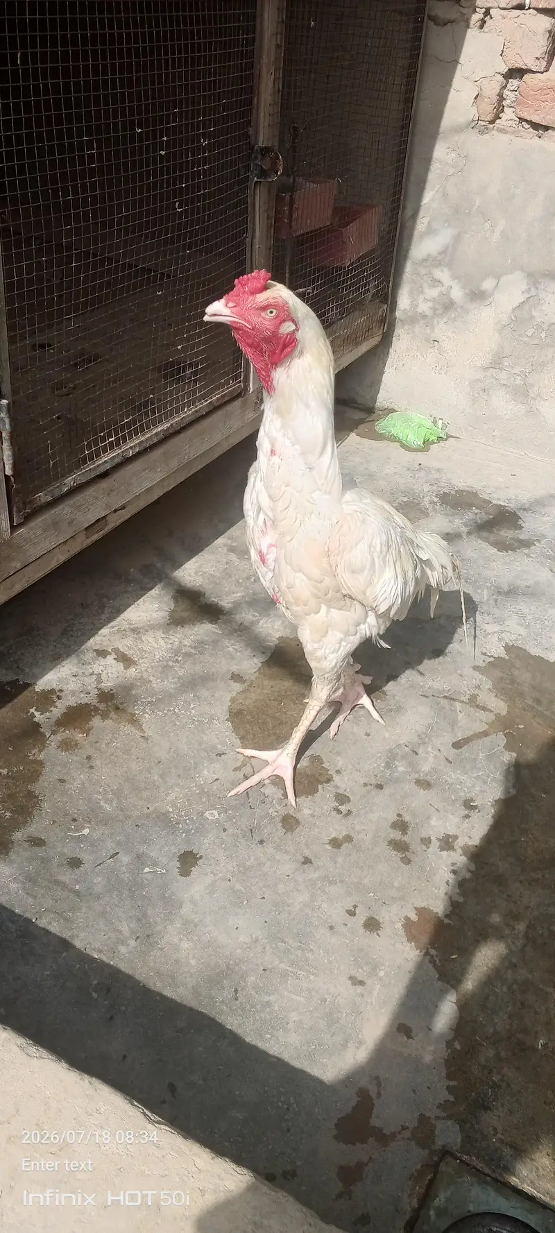 paper white aseel murga argent for sale — photo 2