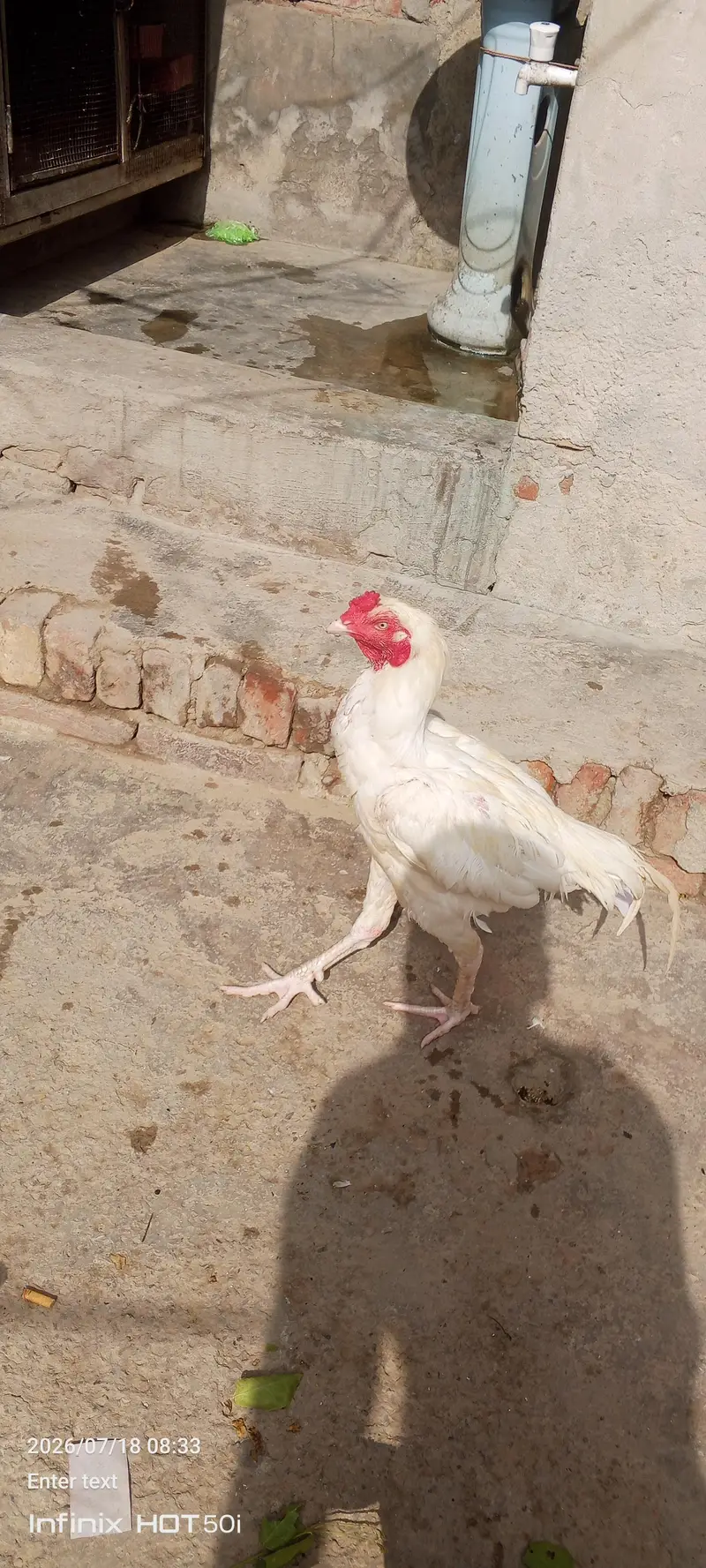 paper white aseel murga argent for sale — photo 6
