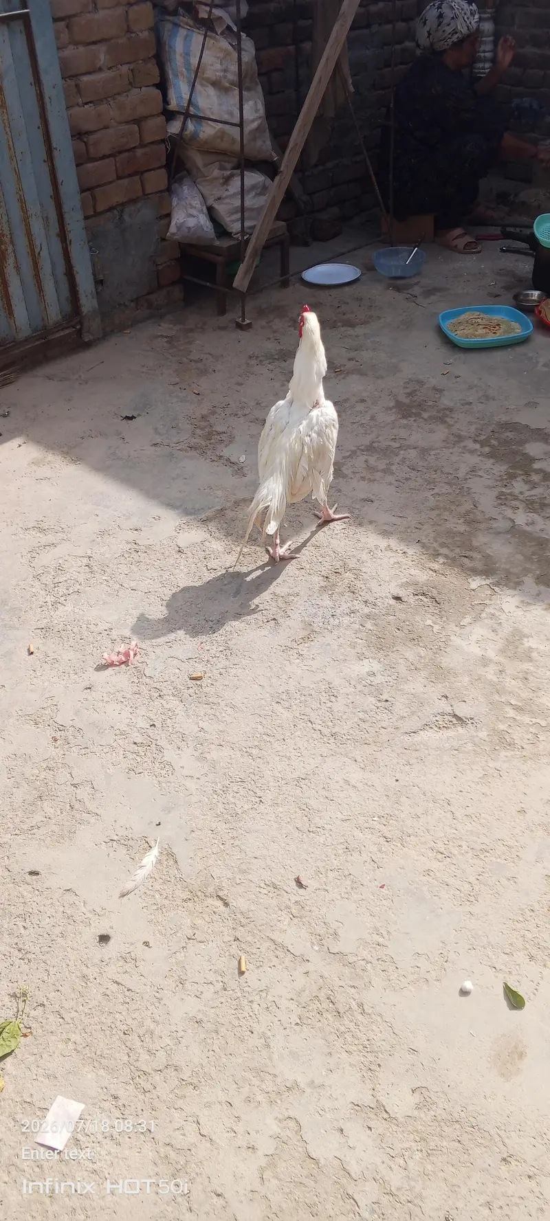 paper white aseel murga argent for sale — photo 10