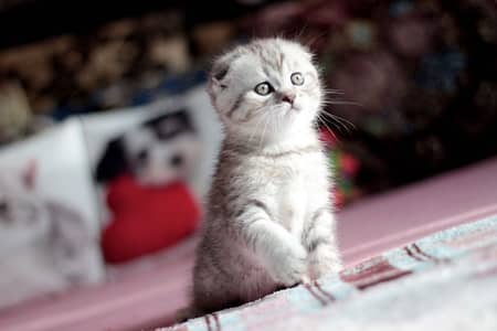 Scottish Fold Kitten