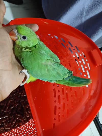 Green Ringneck Chick
