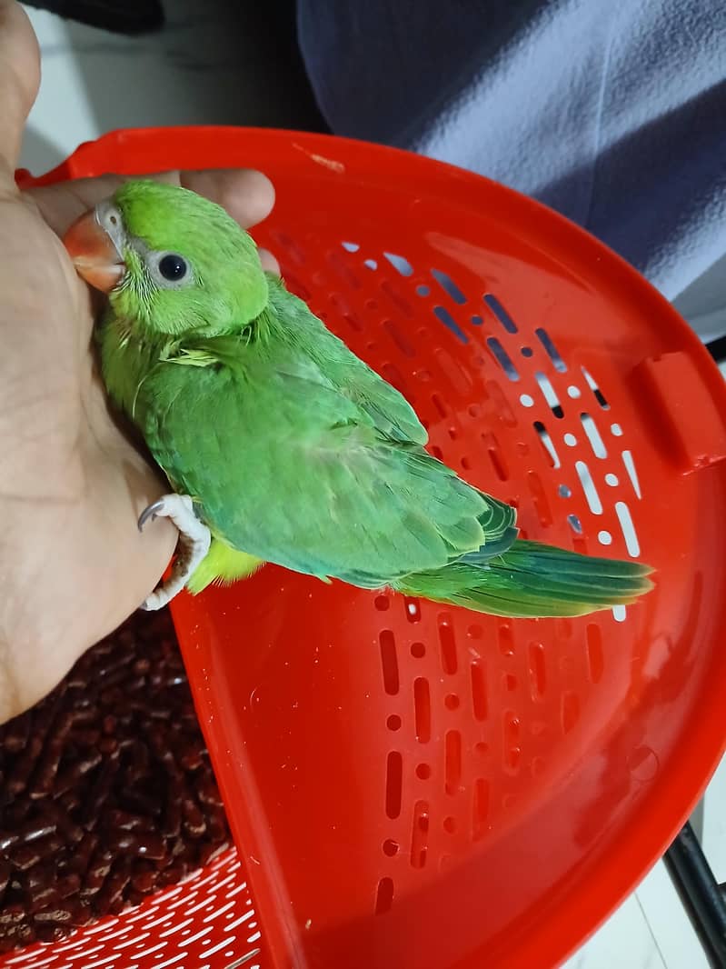 Green Ringneck Chick 0