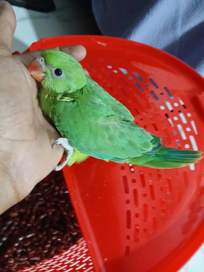 Green Ringneck Chick 1