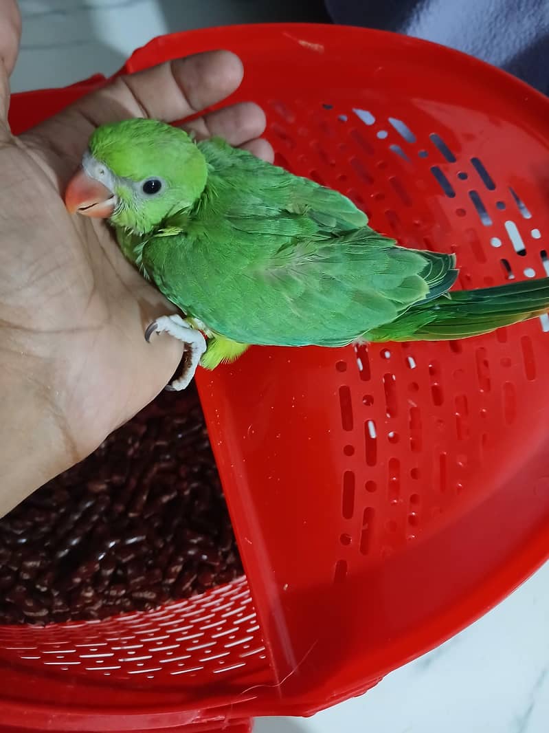 Green Ringneck Chick 2