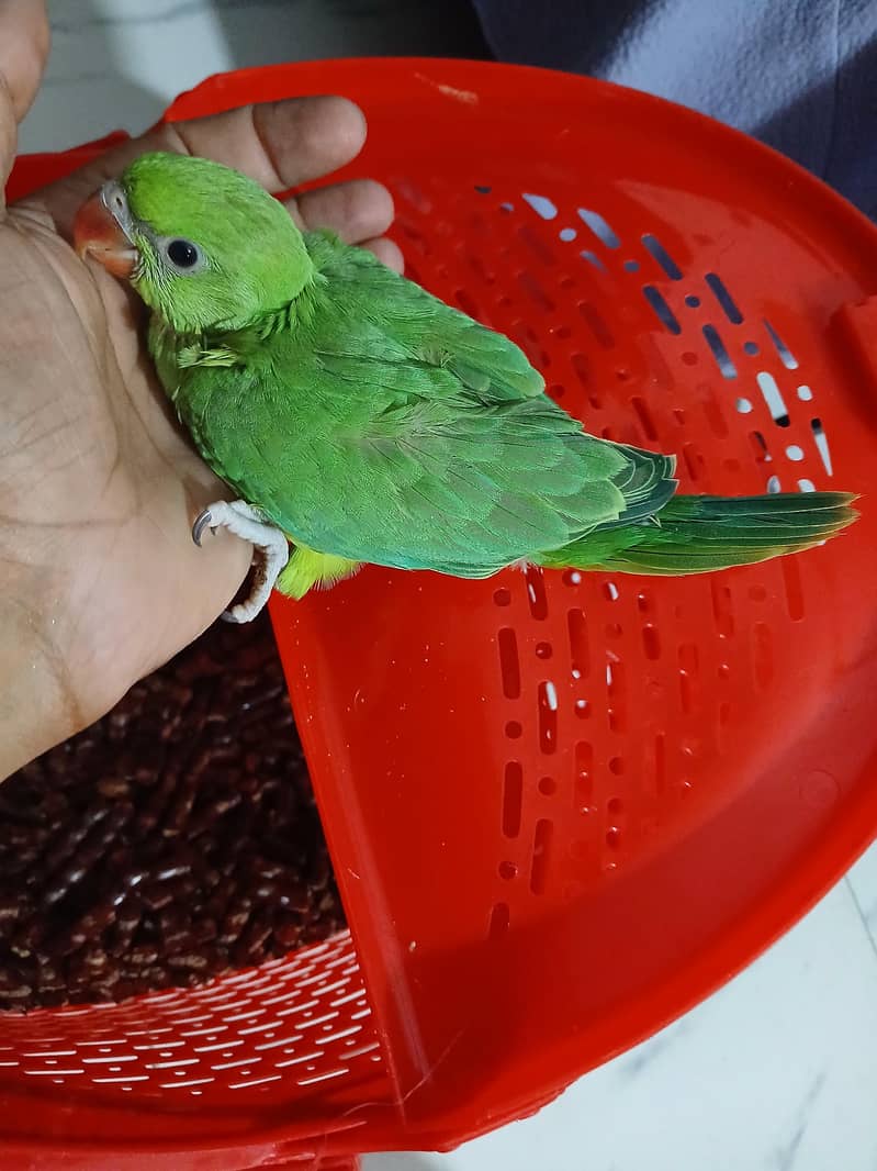 Green Ringneck Chick 3