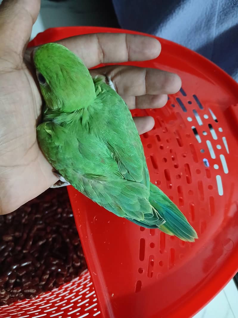 Green Ringneck Chick 4