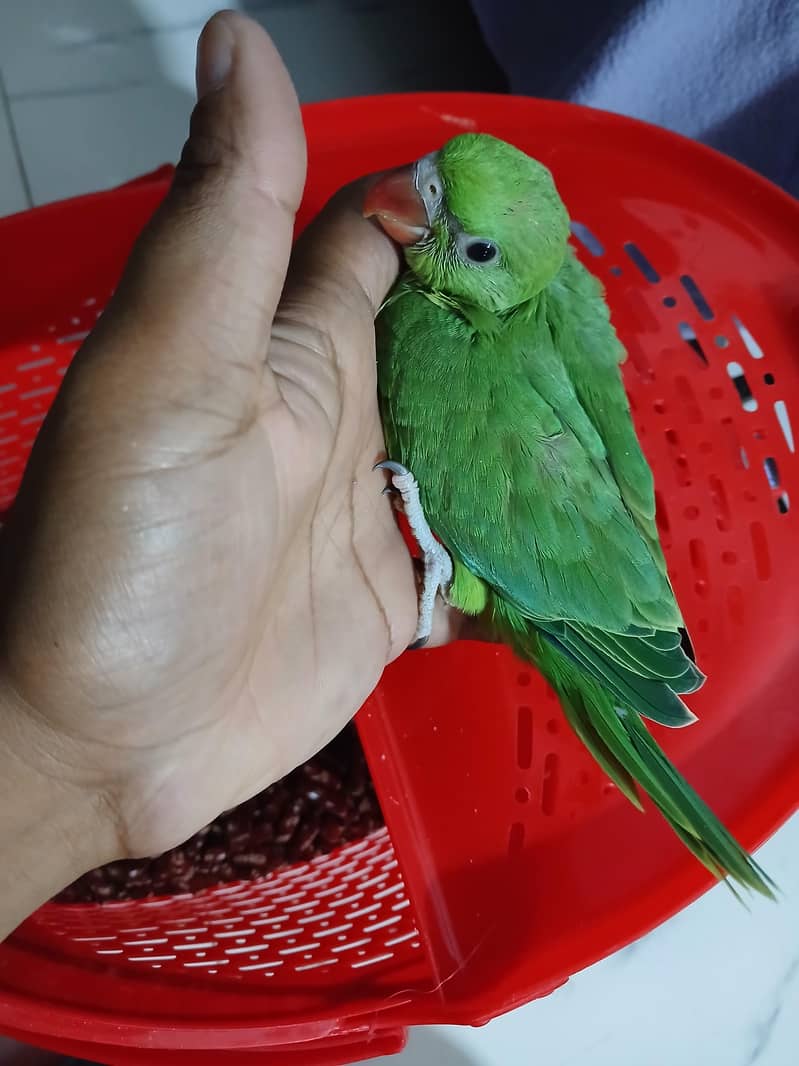 Green Ringneck Chick 5