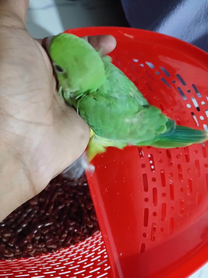 Green Ringneck Chick 6