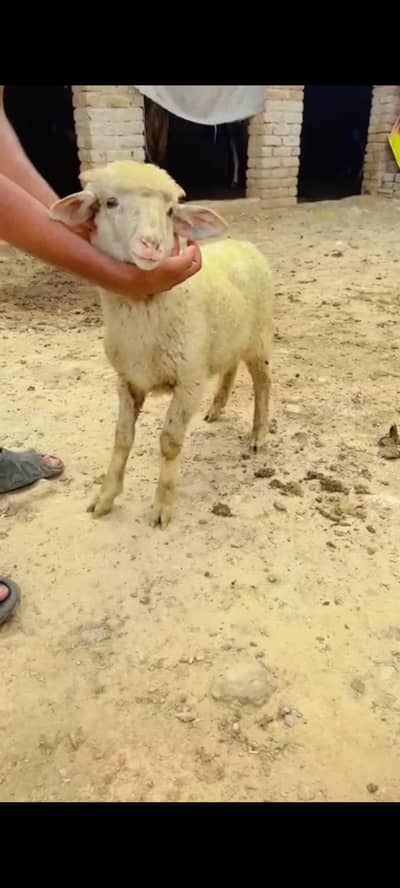 beautiful male Sheep