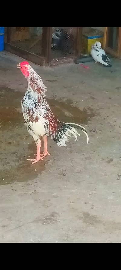 The Best Cheena Murga