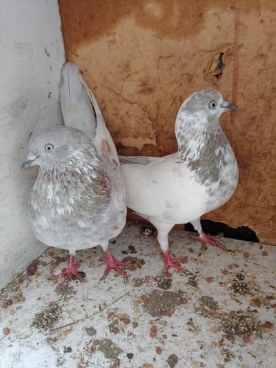 Kabli pair for sale.