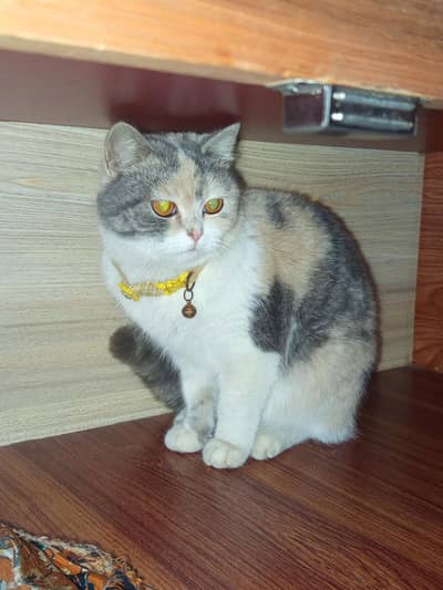 Persian female cat for sale
