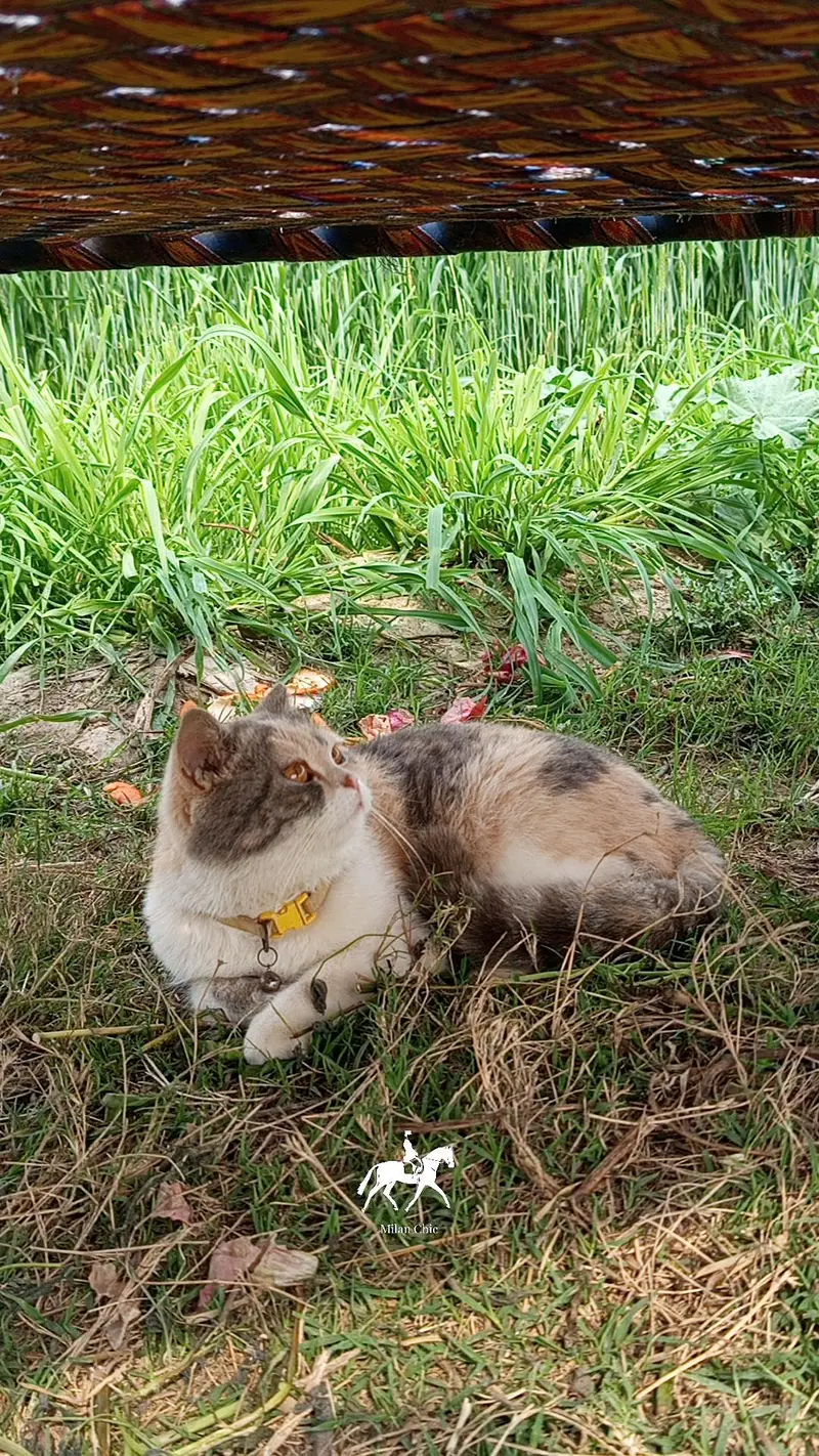 Persian female cat for sale — photo 2