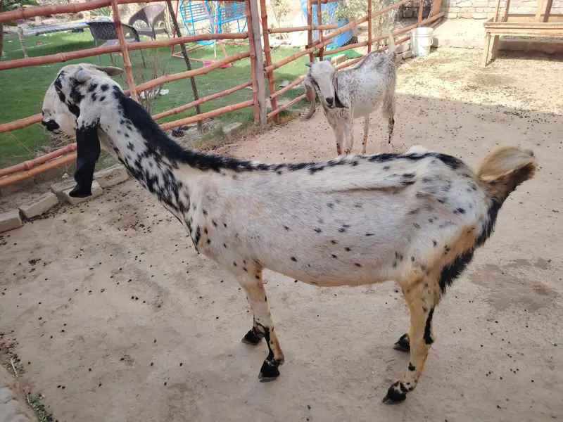 2 goats 1 kids — photo 2