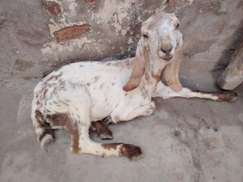 2 goats 1 kids — photo 3