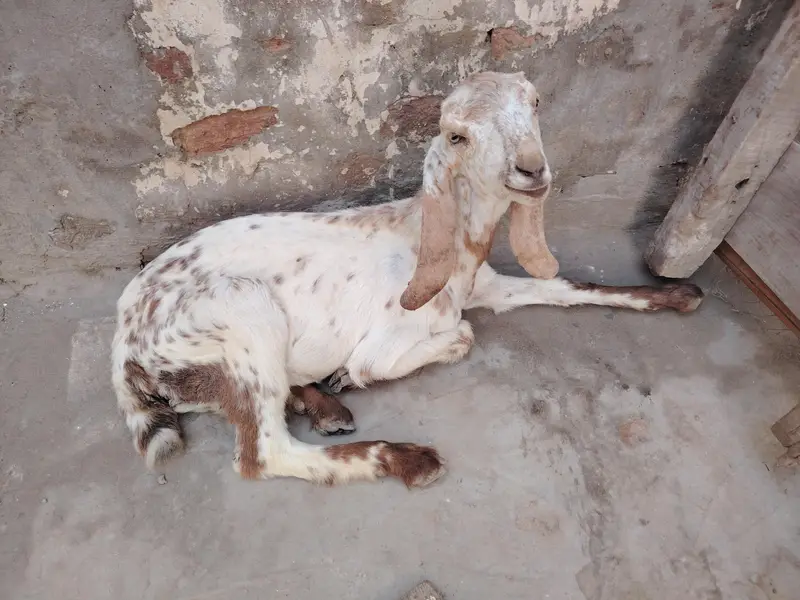 2 goats 1 kids — photo 4