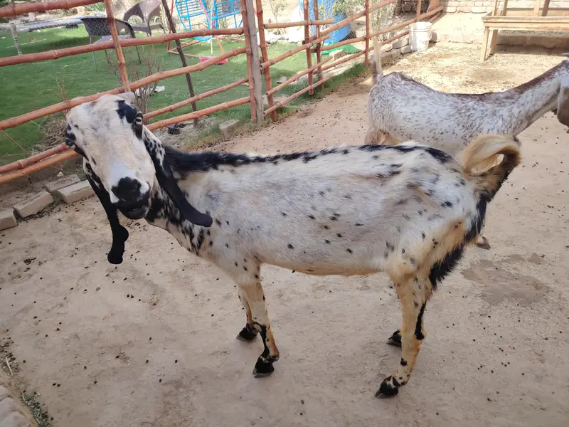 2 goats 1 kids — photo 5