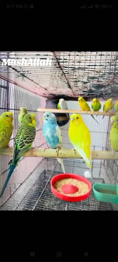 budgies, Love bird And cocktaile Breeder female available