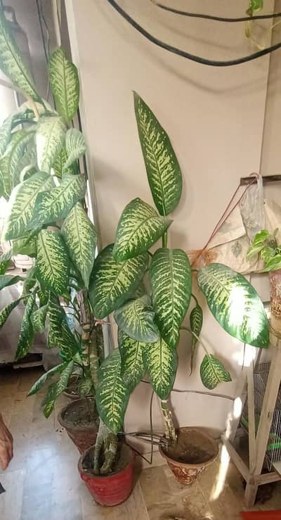 Dieffenbachia 2 Pots with Plant (as from exotic category)