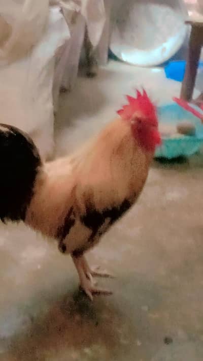 جس بھائی نے مرغا لینا ہے وہ ہی رابطہ کرے