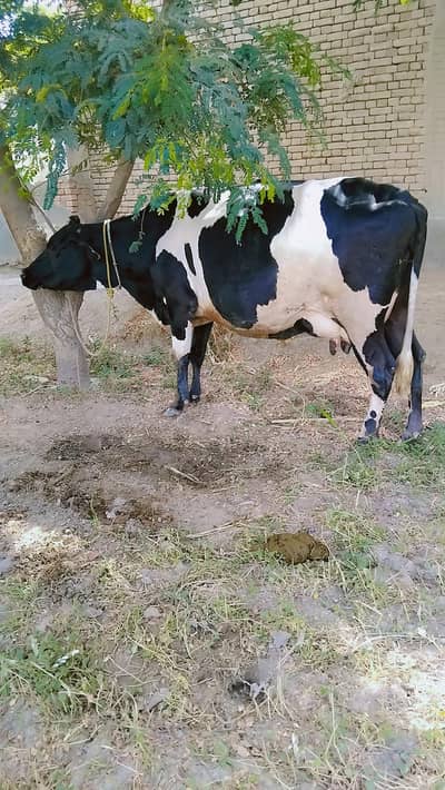 2nd timr frezen cross cow