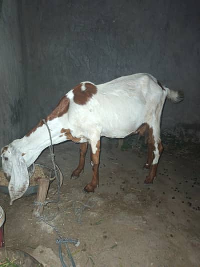 For Sale – Healthy Female Bakri