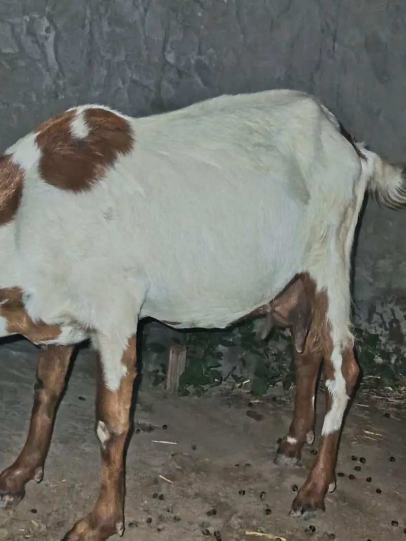 For Sale – Healthy Female Bakri — photo 2