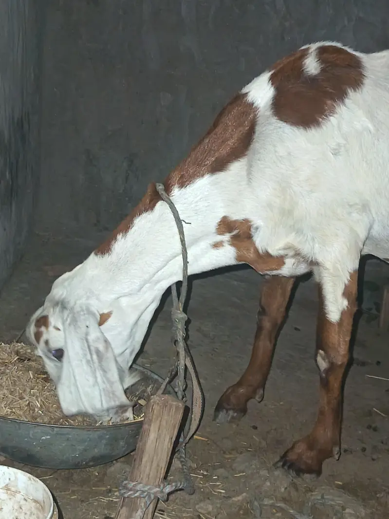 For Sale – Healthy Female Bakri — photo 3