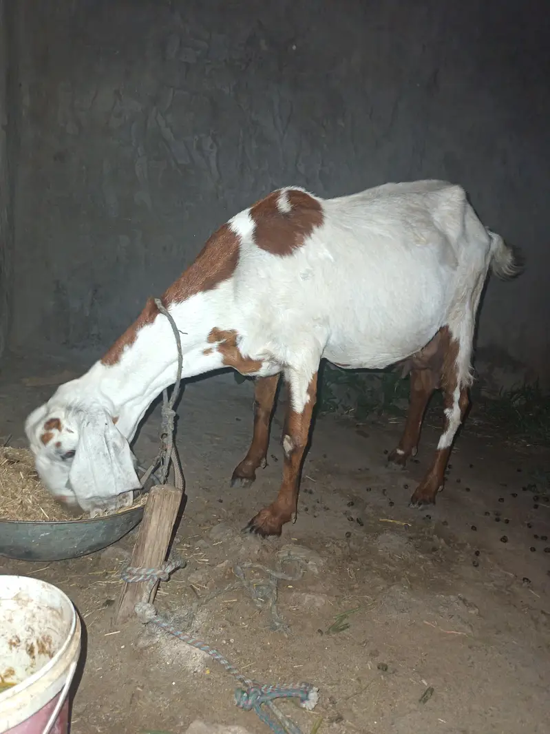 For Sale – Healthy Female Bakri — photo 4