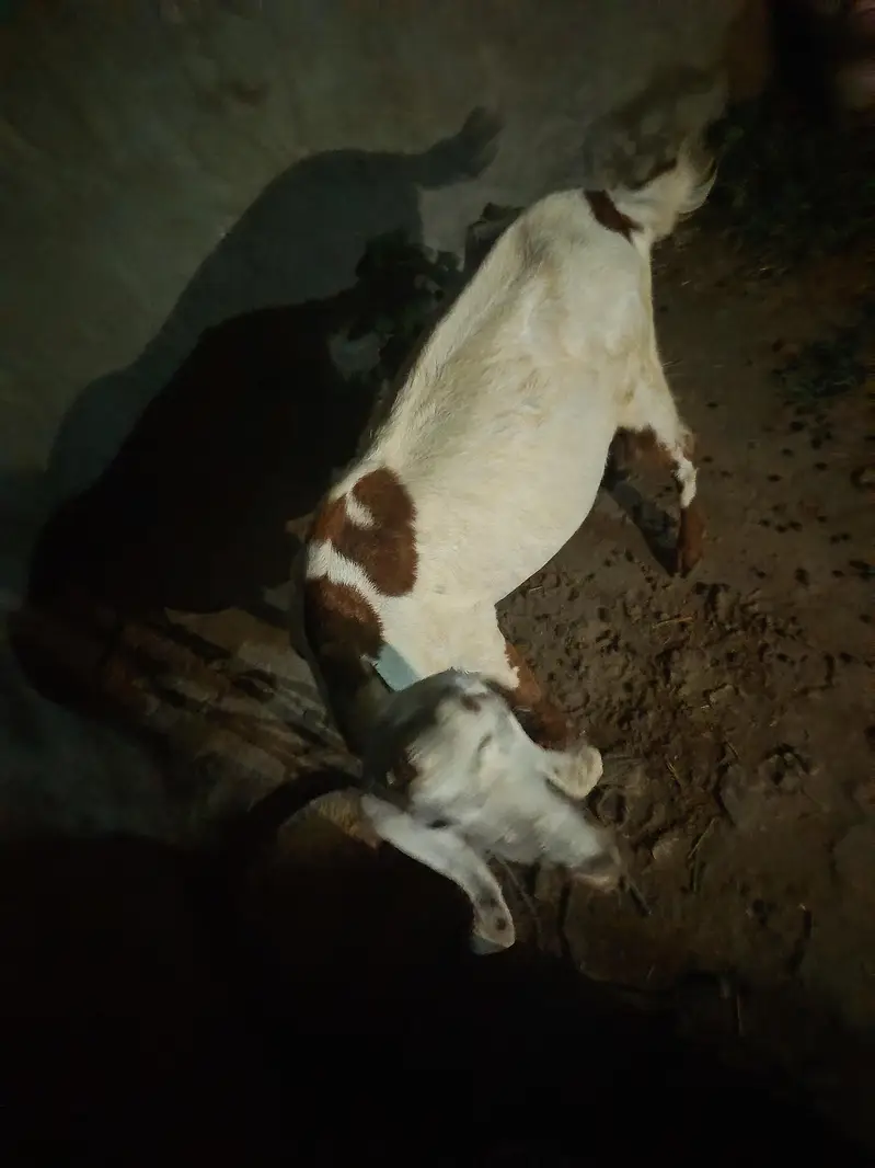 For Sale – Healthy Female Bakri — photo 5