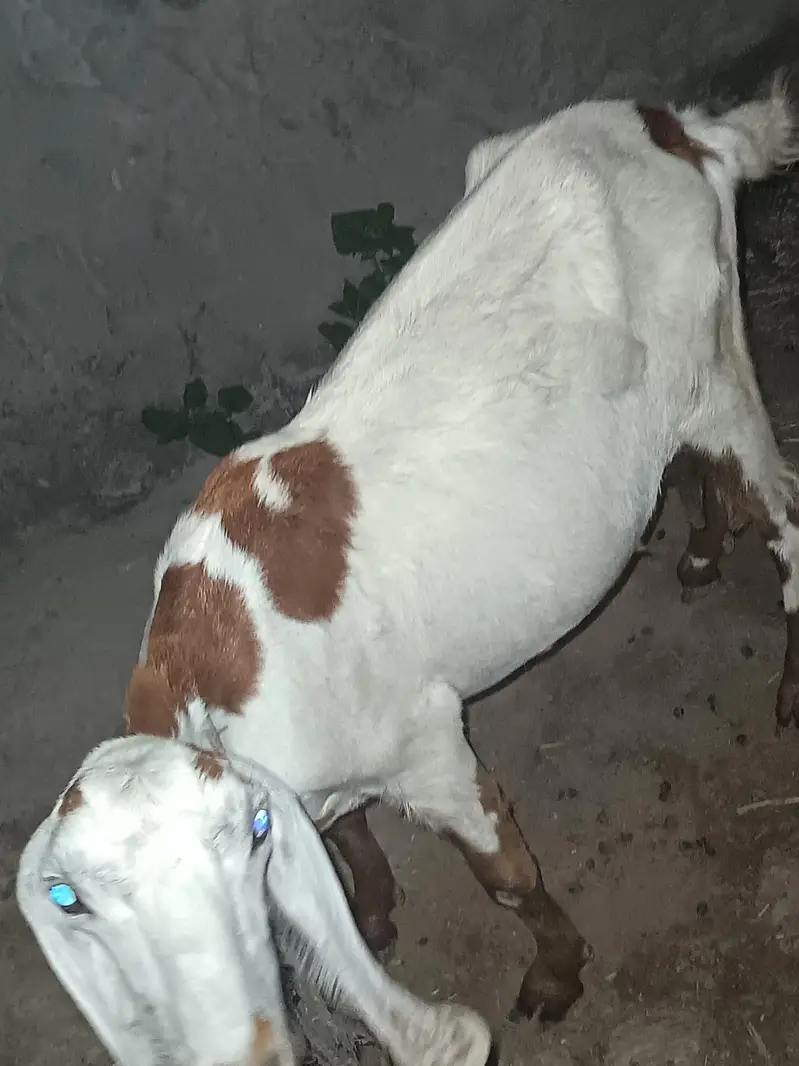 For Sale – Healthy Female Bakri — photo 6