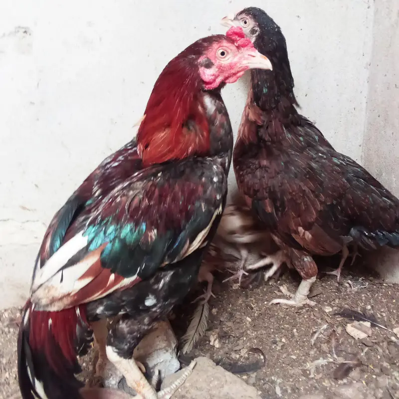 wazan Kay hesab say 1300 kilo male female aur baby — photo 2