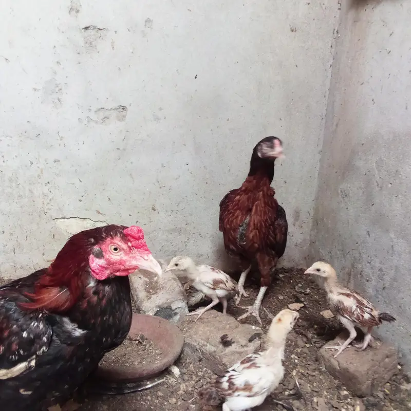 wazan Kay hesab say 1300 kilo male female aur baby — photo 3