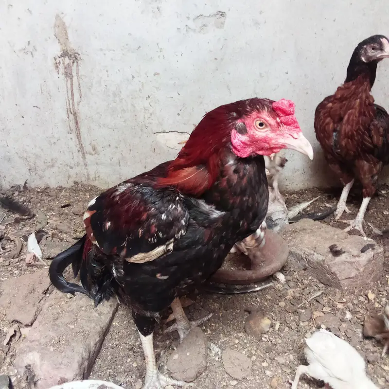 wazan Kay hesab say 1300 kilo male female aur baby — photo 4