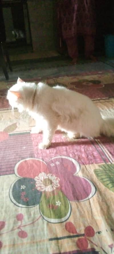 pure person cat for sale