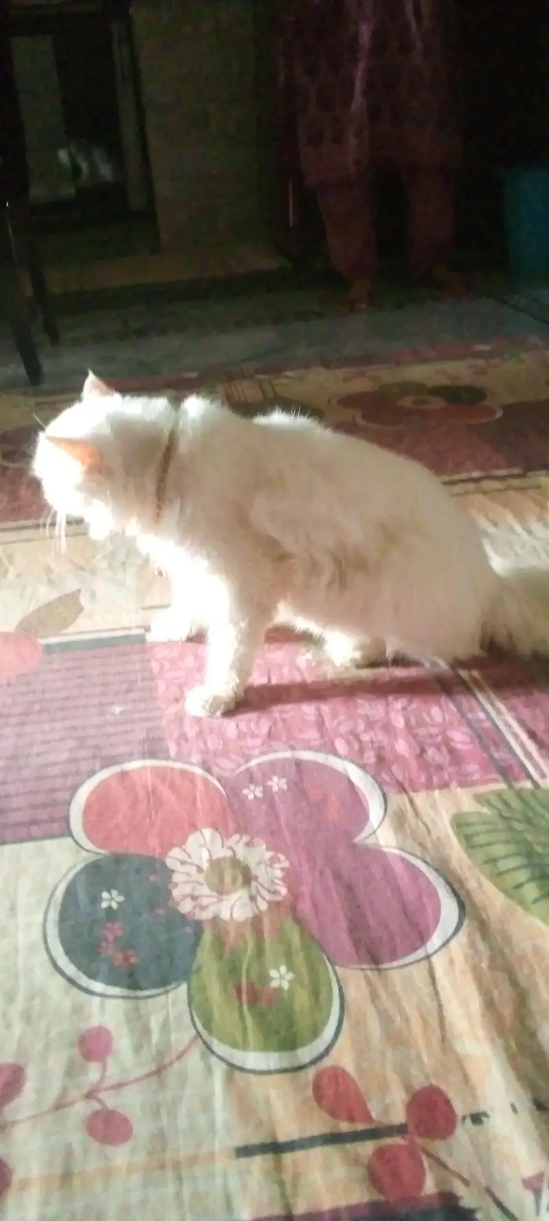 pure person cat for sale