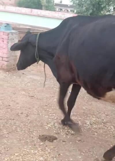fresion cross cow/ Frizan cow for sale