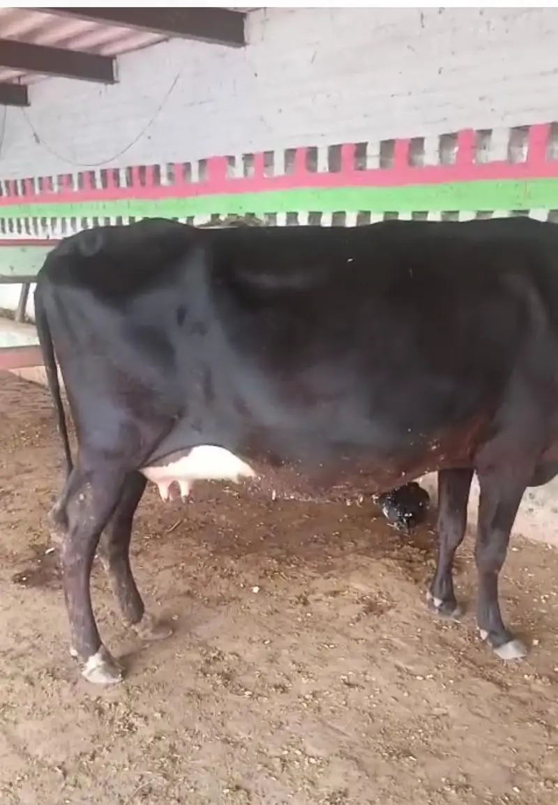 fresion cross cow/ Frizan cow for sale — photo 2